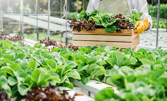 Small Peptides in Agriculture: Why Size Matters